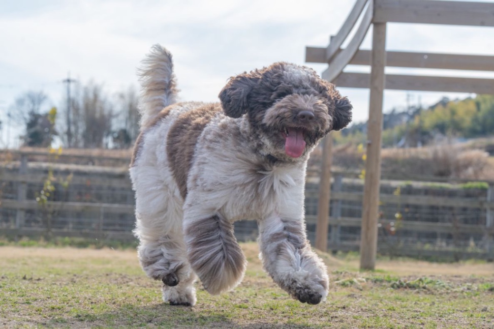ヘムヘムの写真