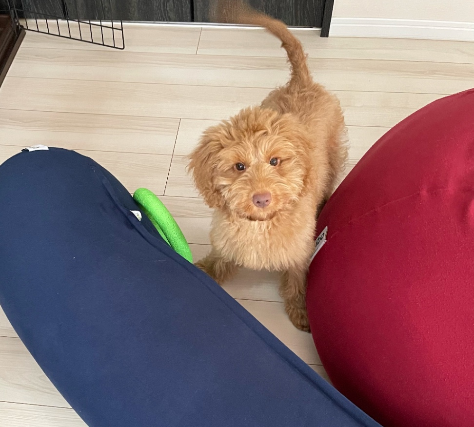 モンタの子犬の頃