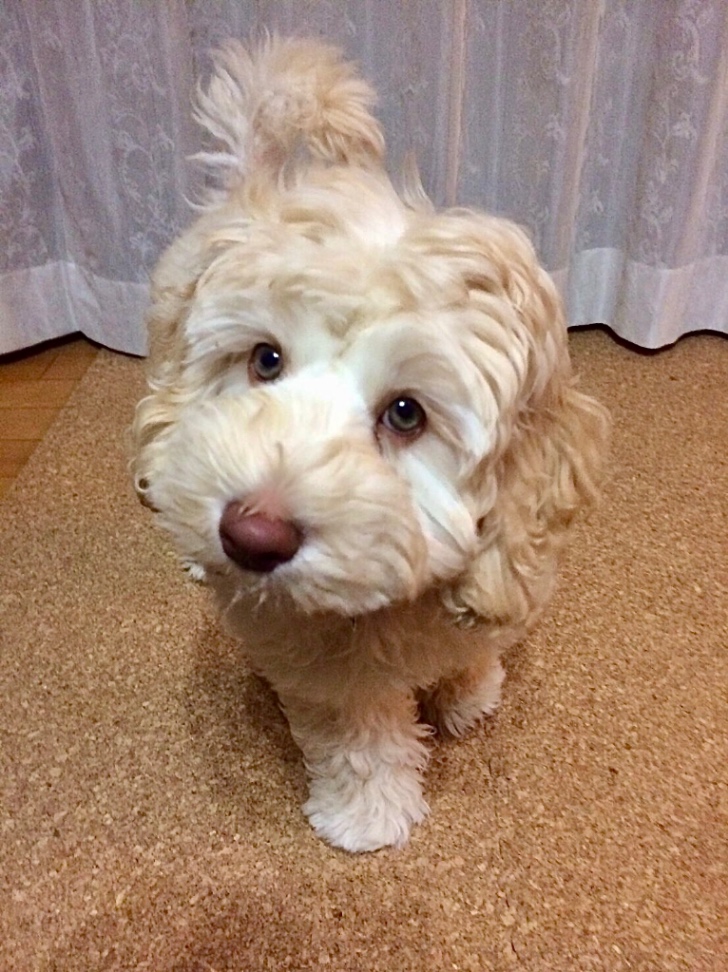 Sora（そら）の子犬の頃