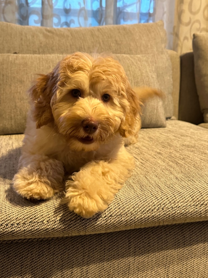 マーラエの子犬の頃