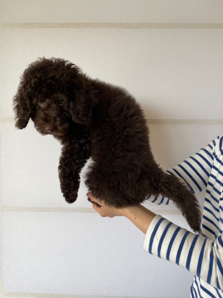 小枝の子犬の頃