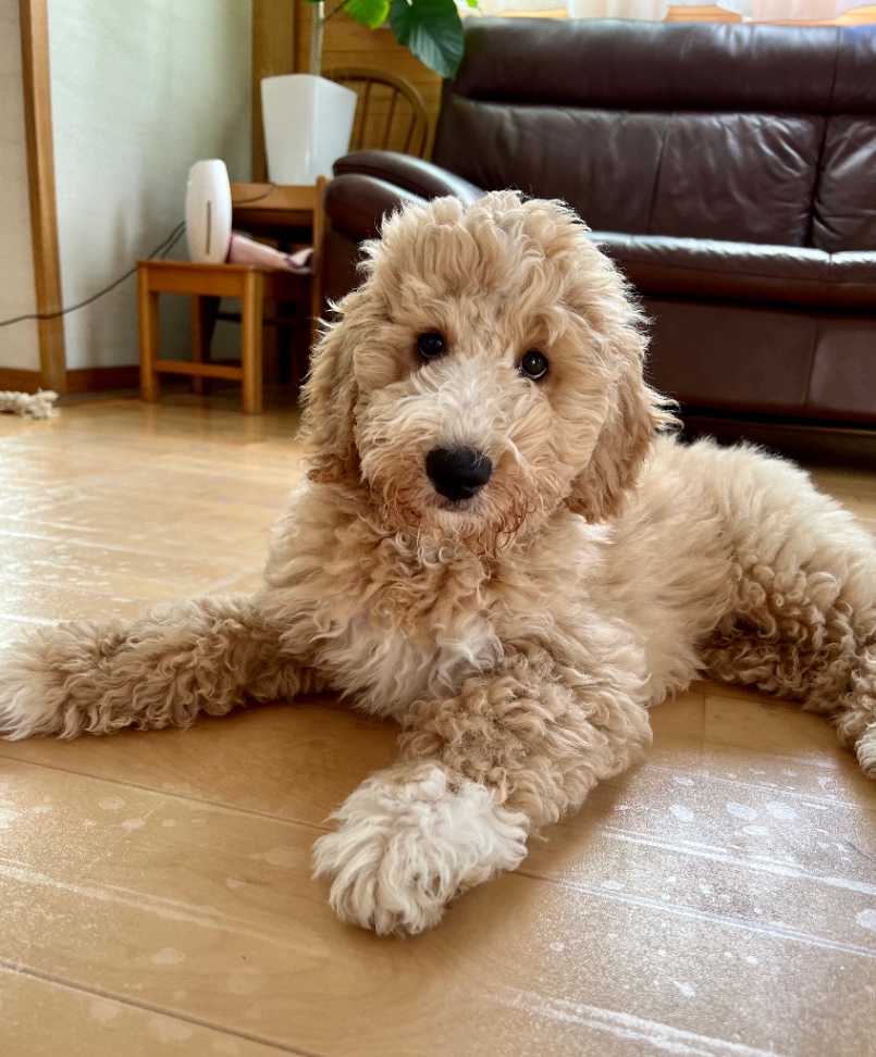 獅子丸の子犬の頃