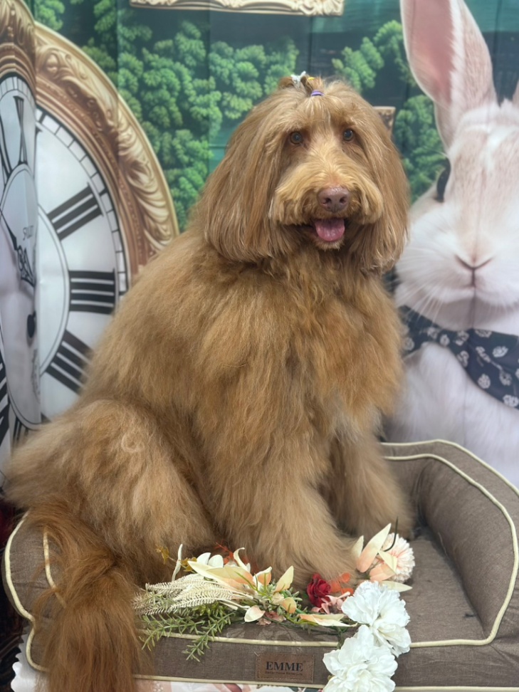 Abbeyの写真