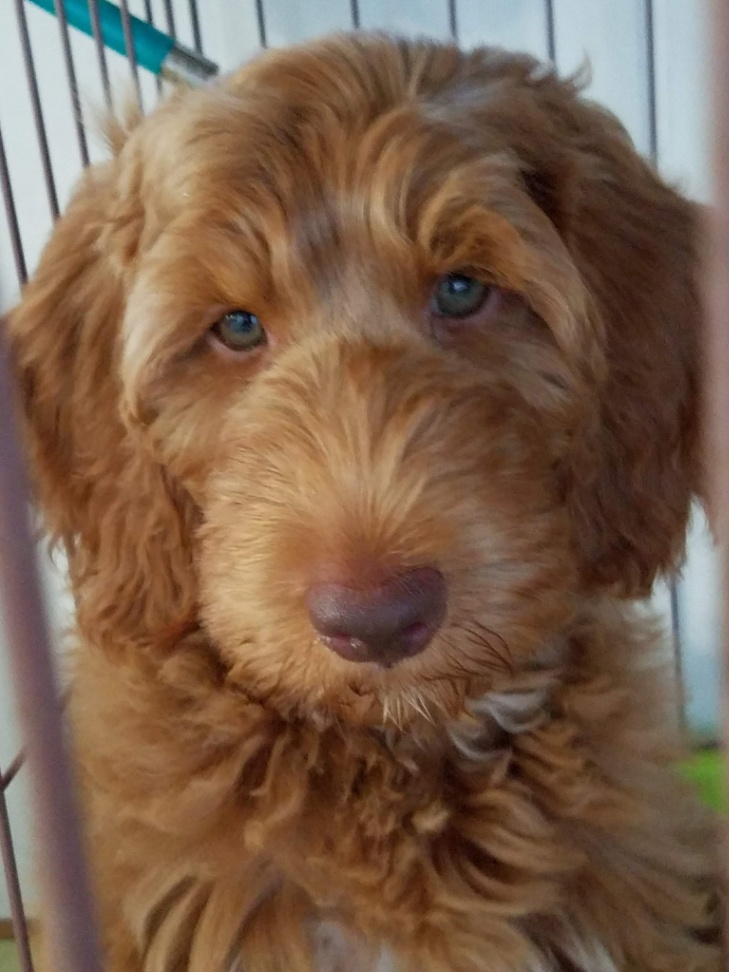Abbeyの子犬の頃