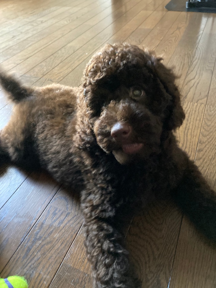 まるの子犬の頃