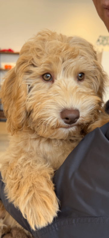 リブレの子犬の頃