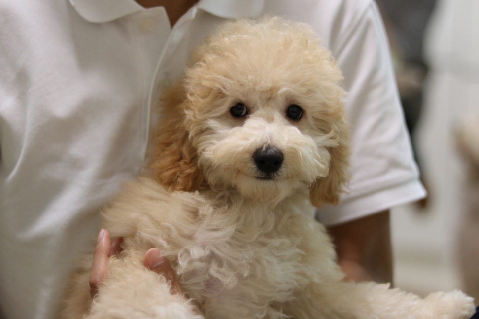 ルルンの子犬の頃