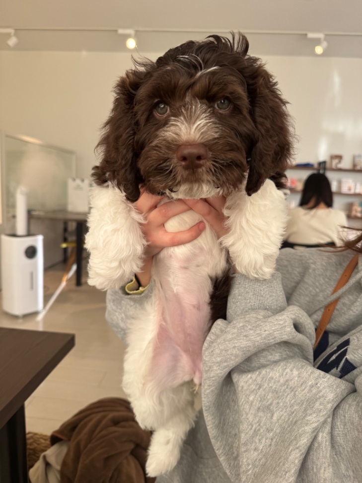 ククナの子犬の頃