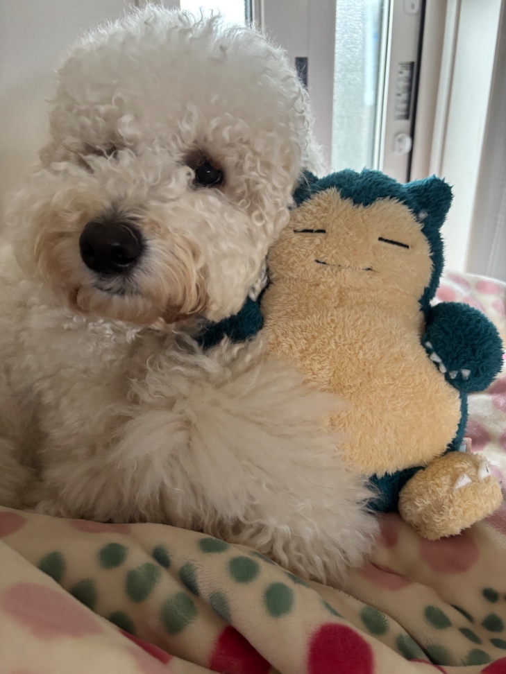 よったんの写真