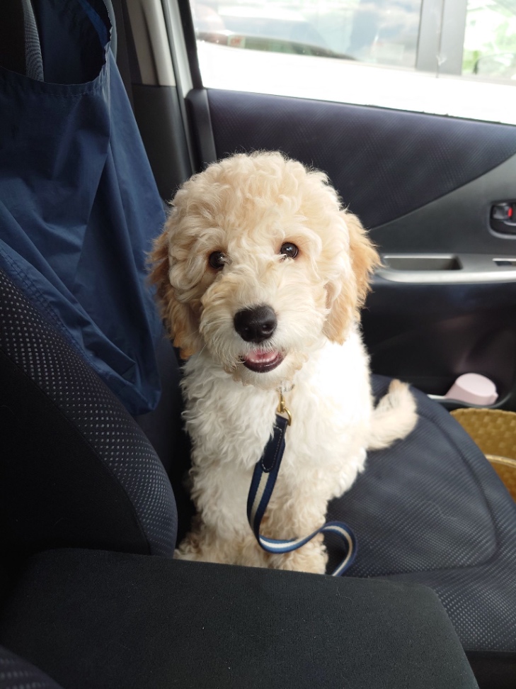 よったんの子犬の頃