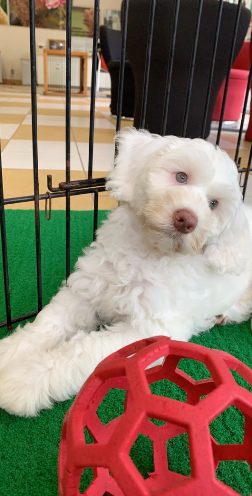 コナの子犬の頃