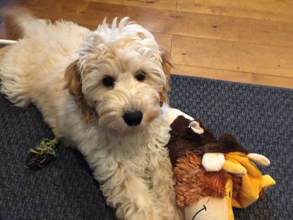 ぼのの子犬の頃