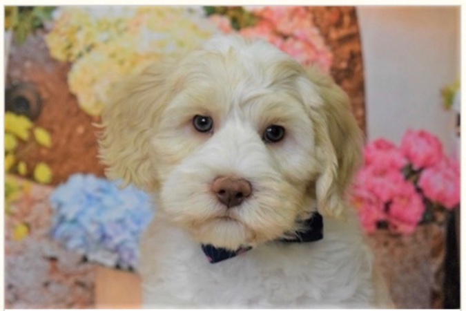 アンディの子犬の頃