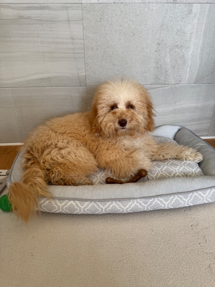 Fynn | フィンの写真