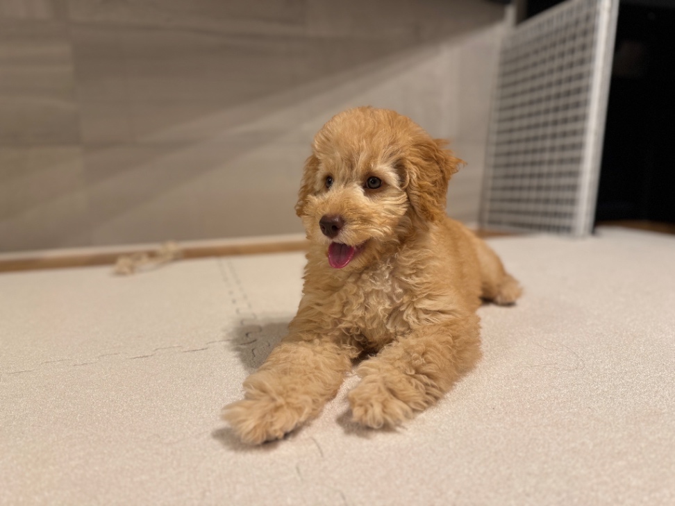 Fynn | フィンの子犬の頃