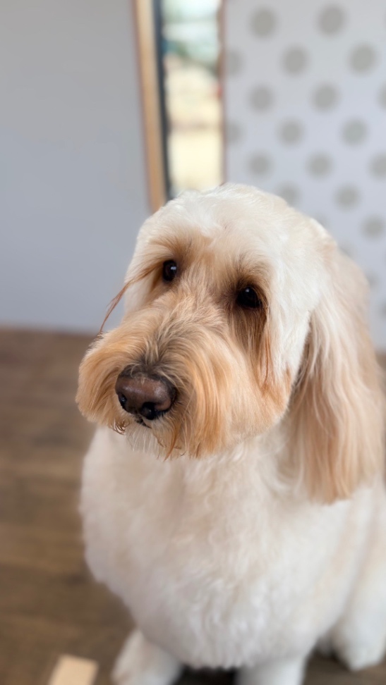 ハーディの写真