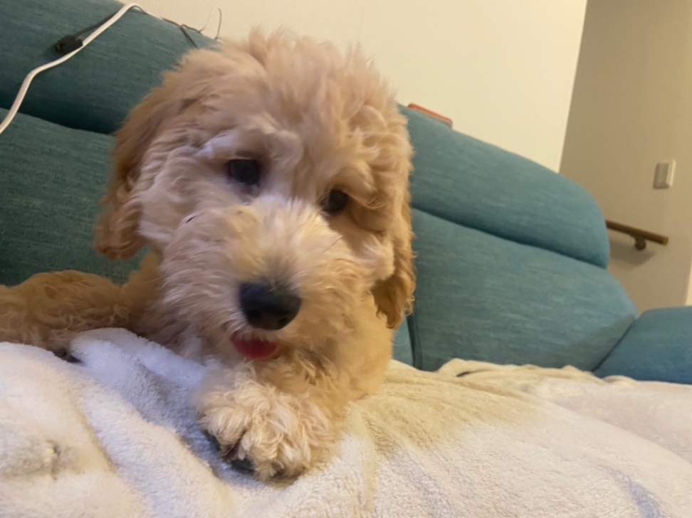 ハーディの子犬の頃