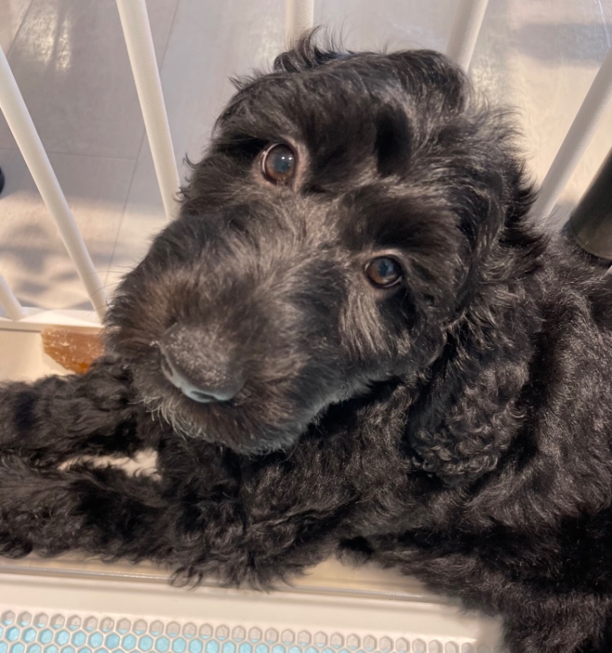 神楽の子犬の頃