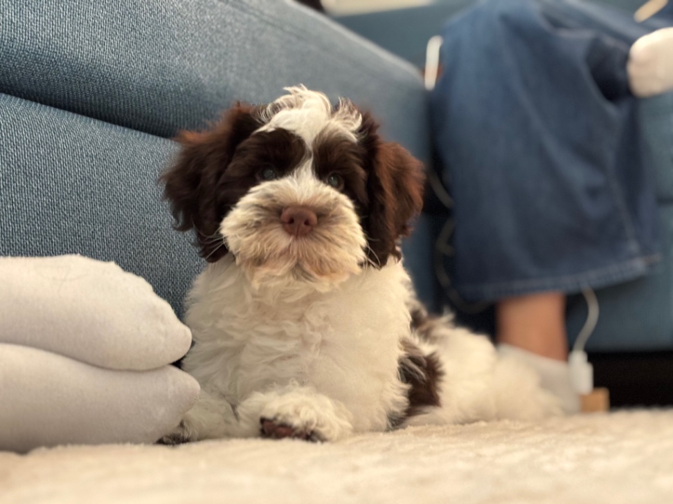 のあの子犬の頃