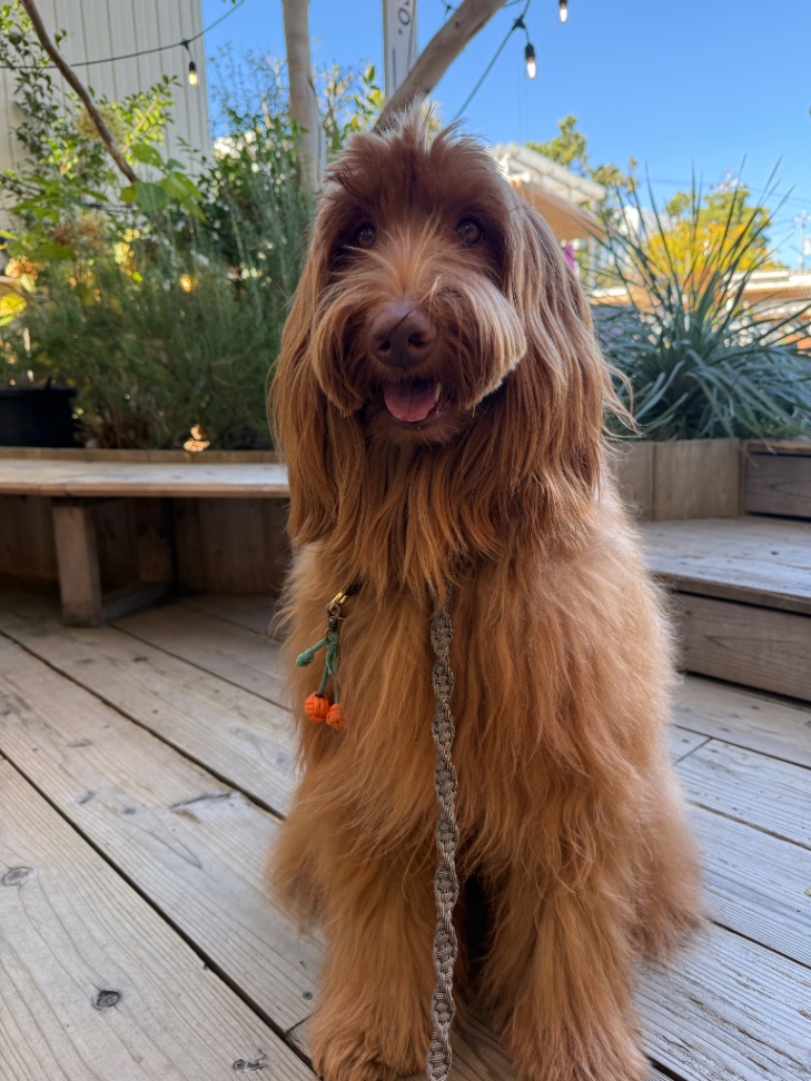 Poe(ポー)の写真