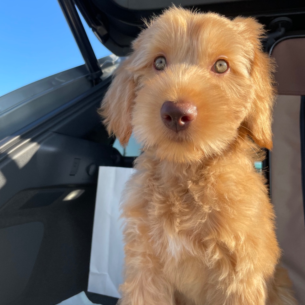 Poe(ポー)の子犬の頃