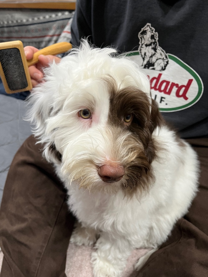 ロイの子犬の頃