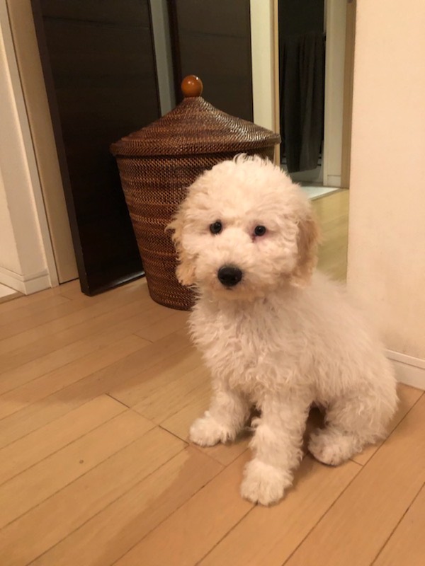 ちょびの子犬の頃