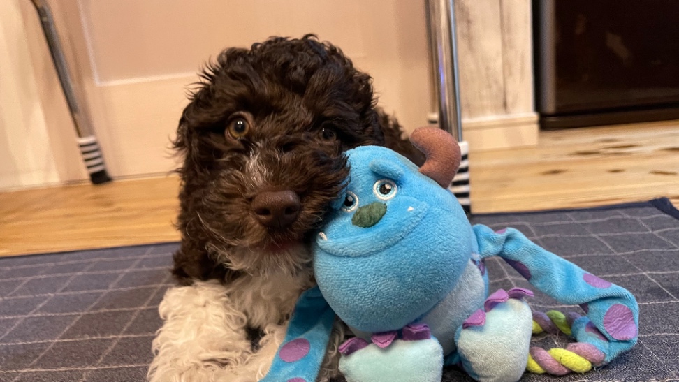 王琳の子犬の頃