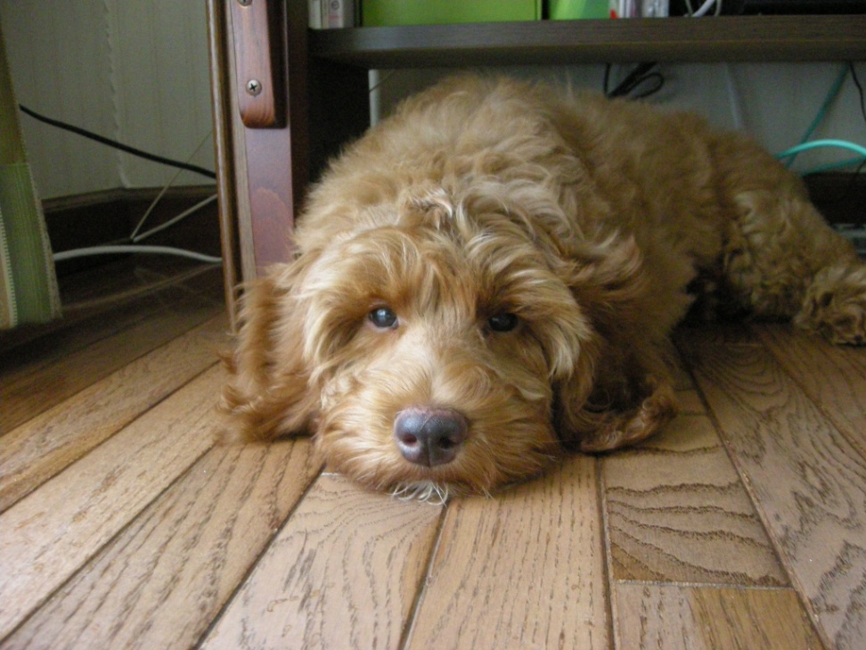 ジェイミーの子犬の頃