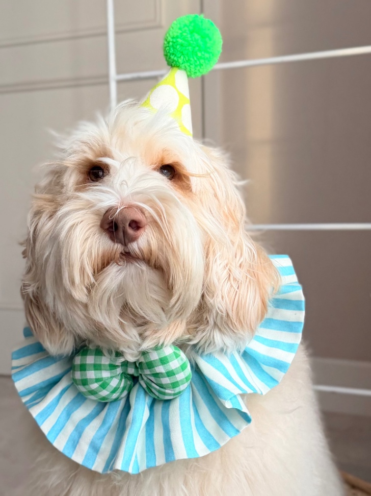 チェスキーの写真