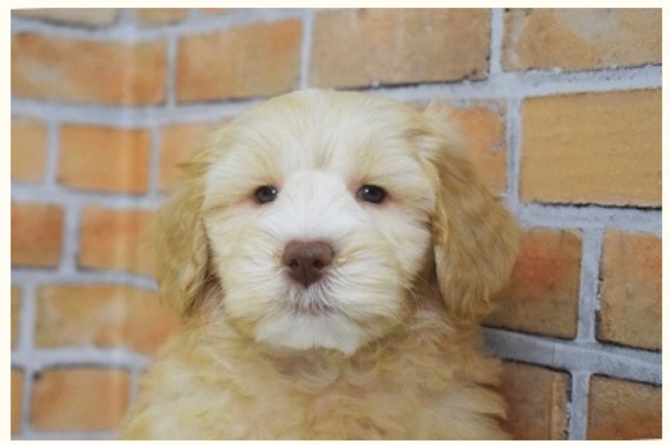 チェスキーの子犬の頃