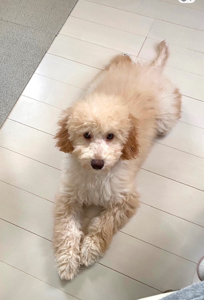 モカの子犬の頃