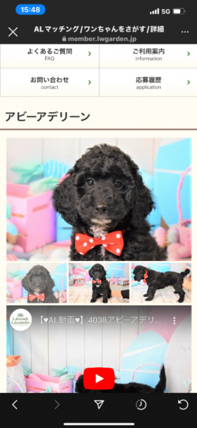 みぃの子犬の頃