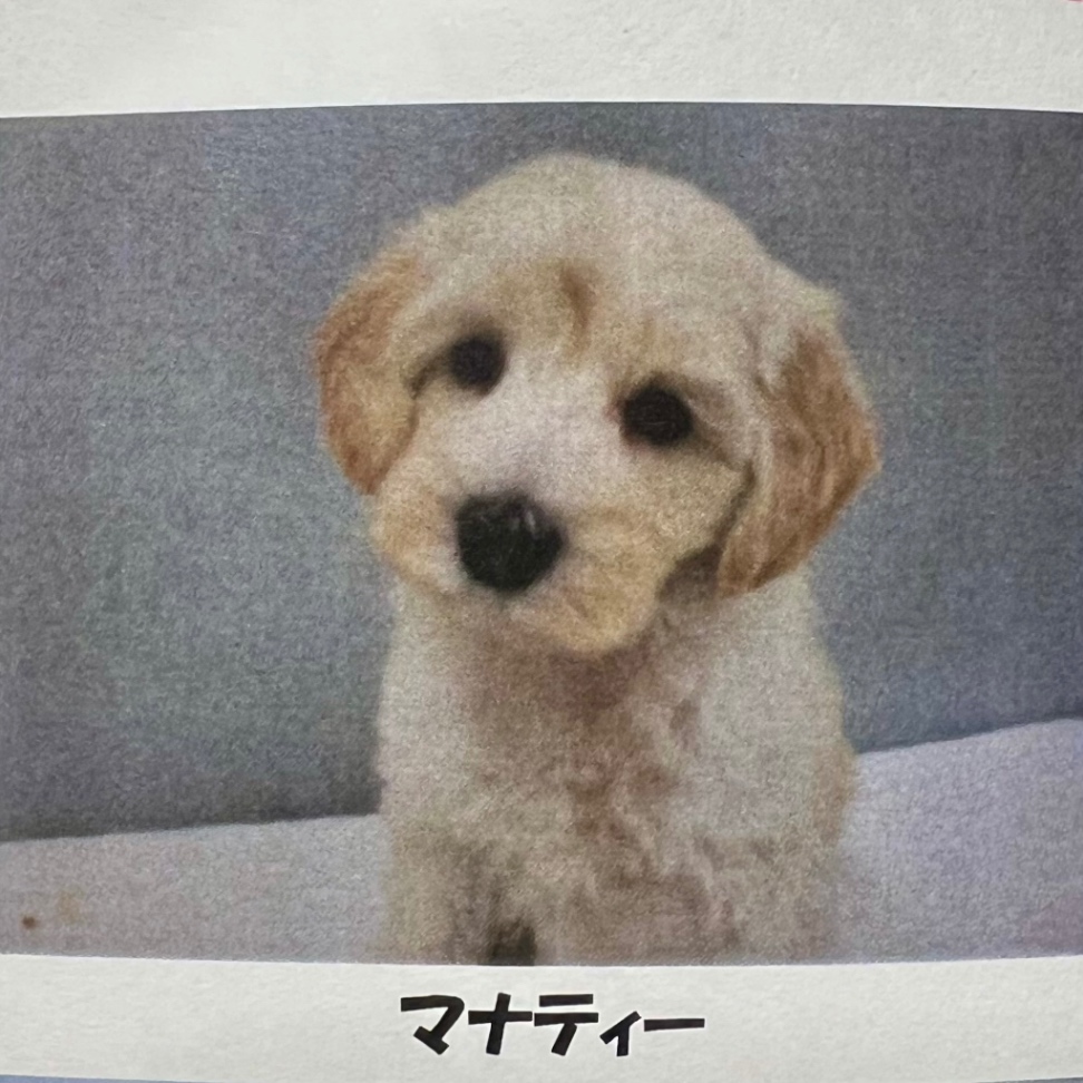 プリンの子犬の頃