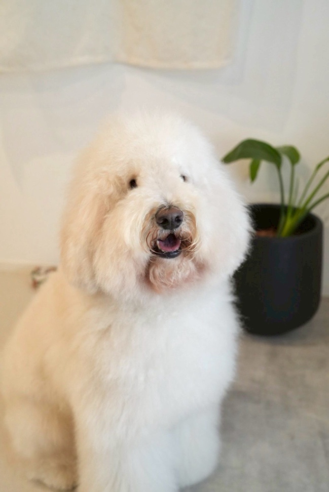 アンディの写真