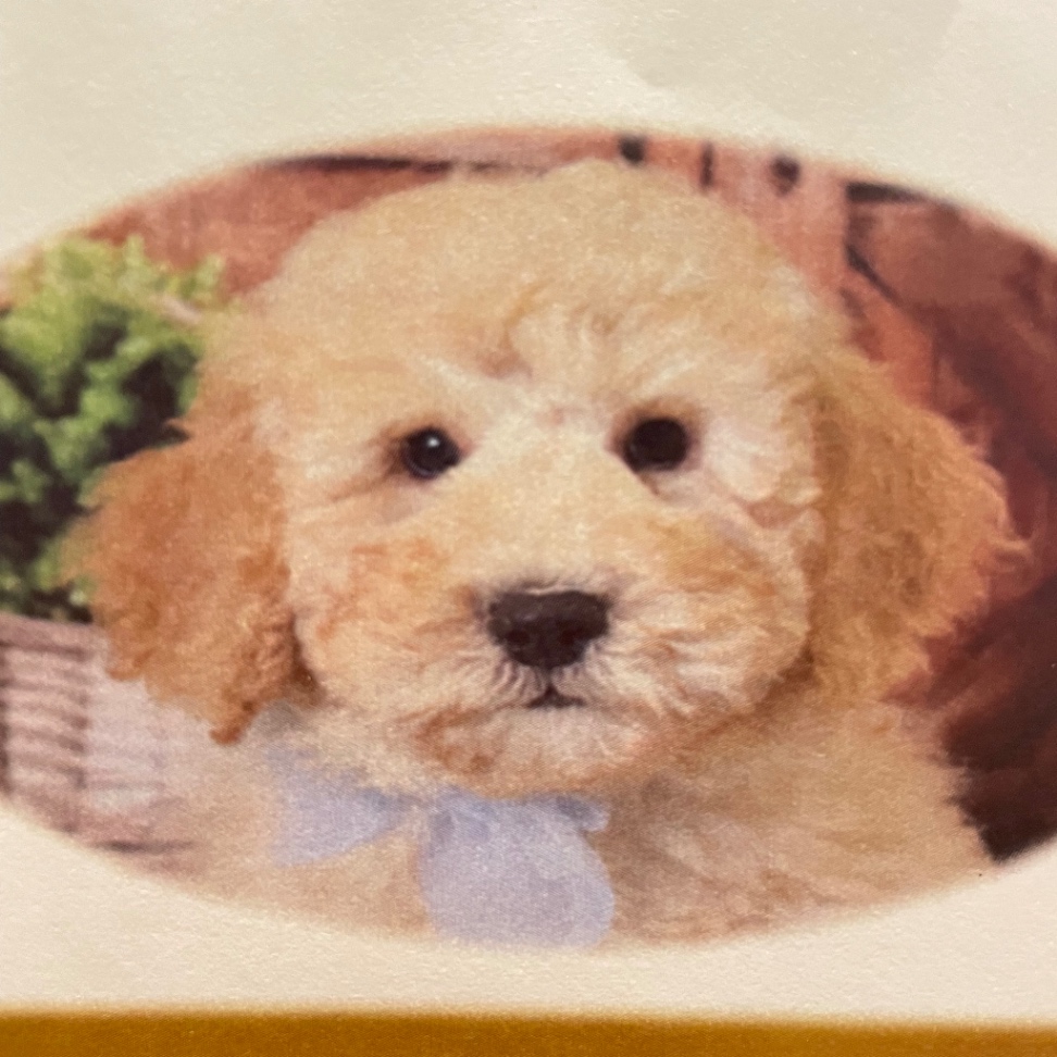 アンディの子犬の頃