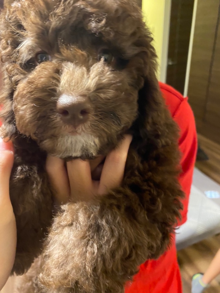 チャコの子犬の頃