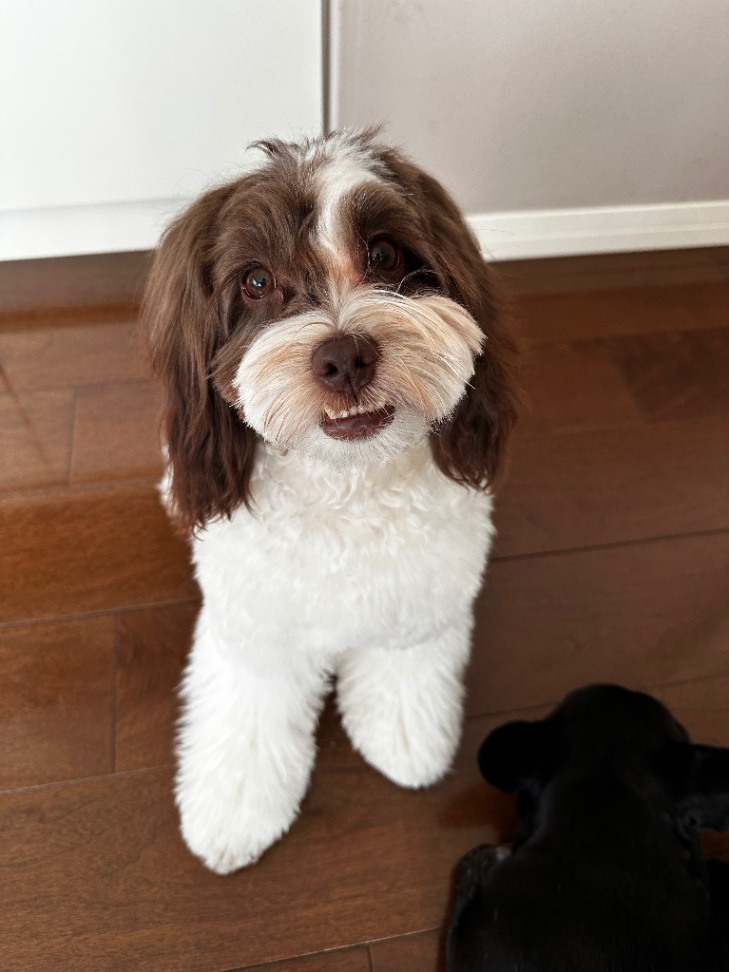 リーリエの写真