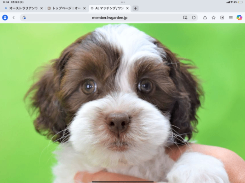 リーリエの子犬の頃