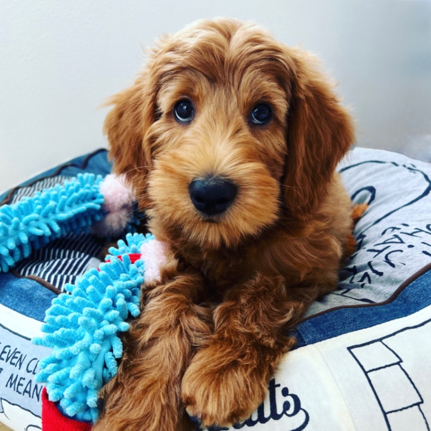 LILO(リロ)の子犬の頃