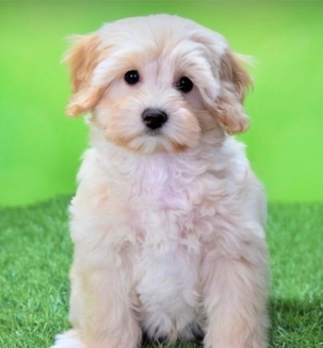 ろろの子犬の頃