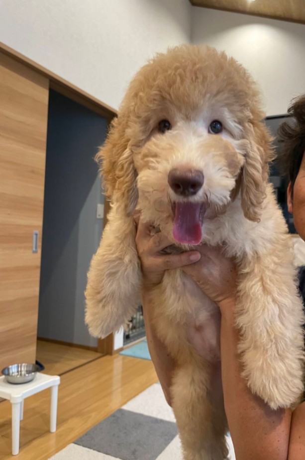 もあにの子犬の頃
