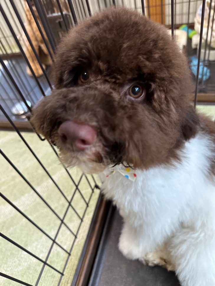 ティノの子犬の頃