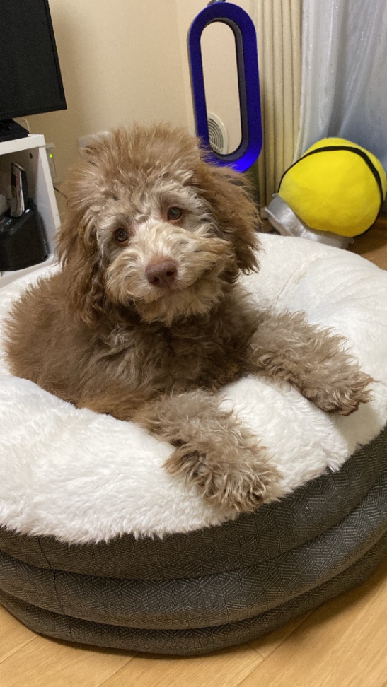 エルモの子犬の頃