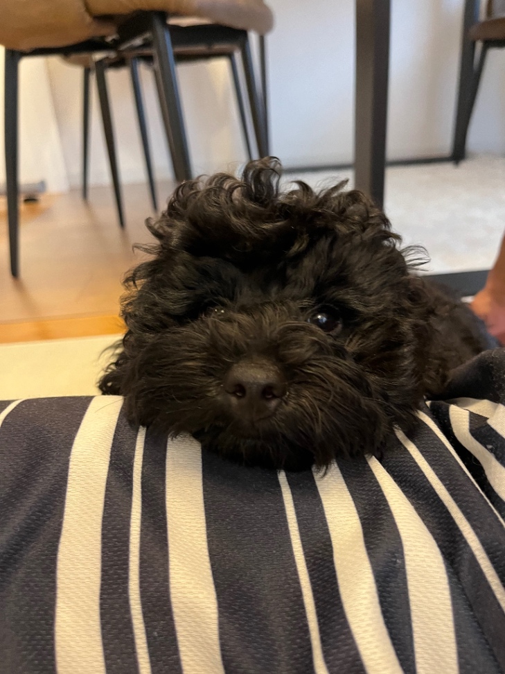 マウイの子犬の頃