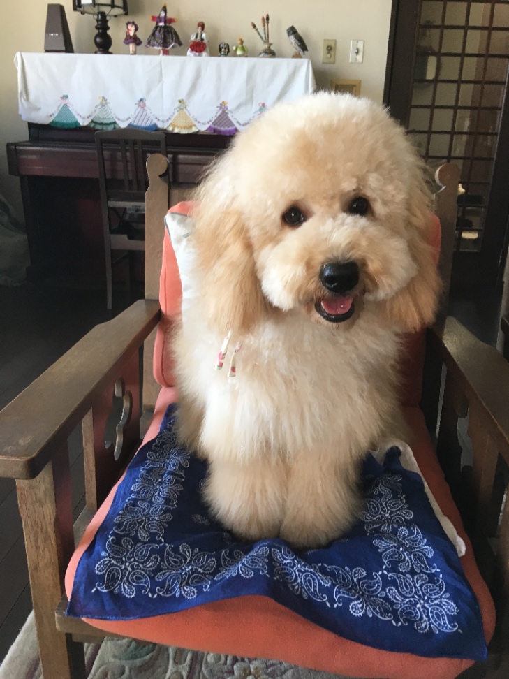リーナの子犬の頃