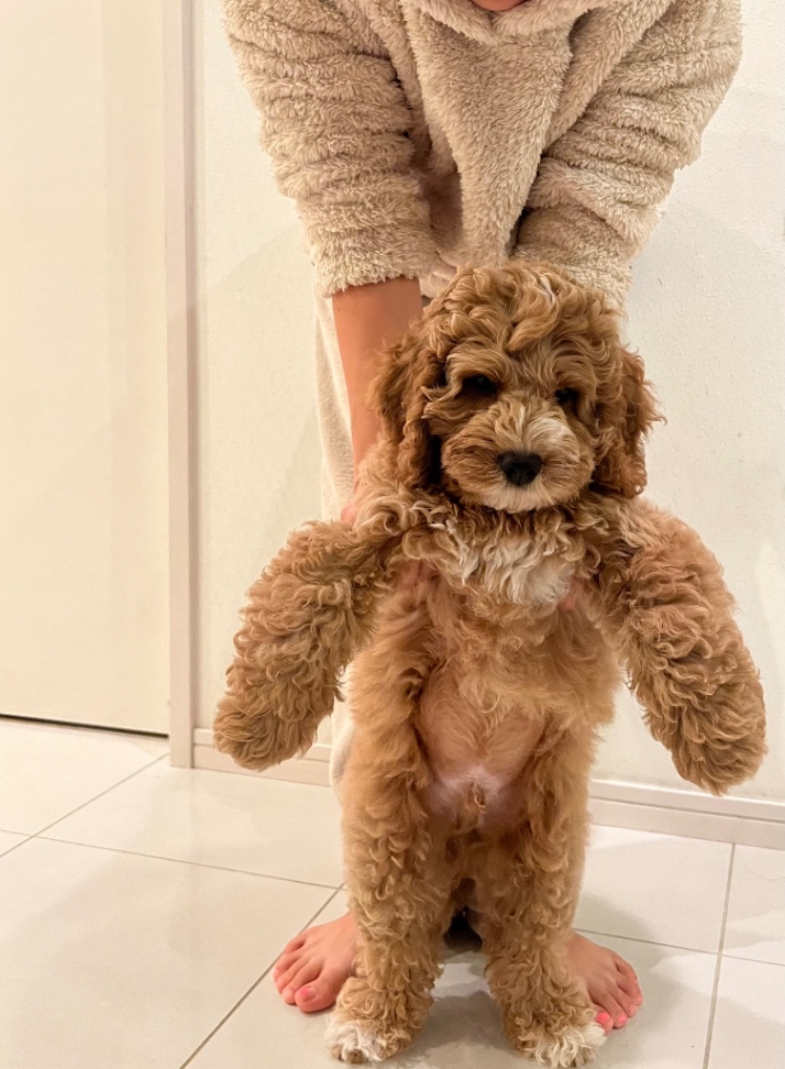 おるの子犬の頃