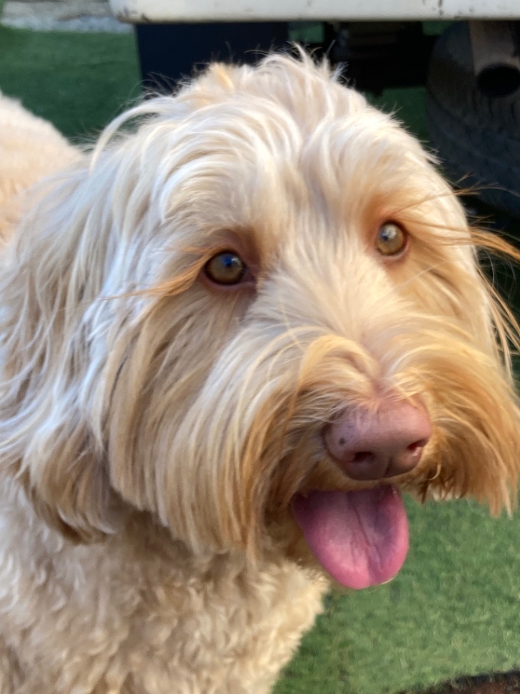 キャンディの写真