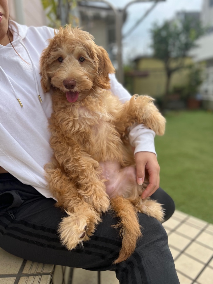 キャンディの子犬の頃