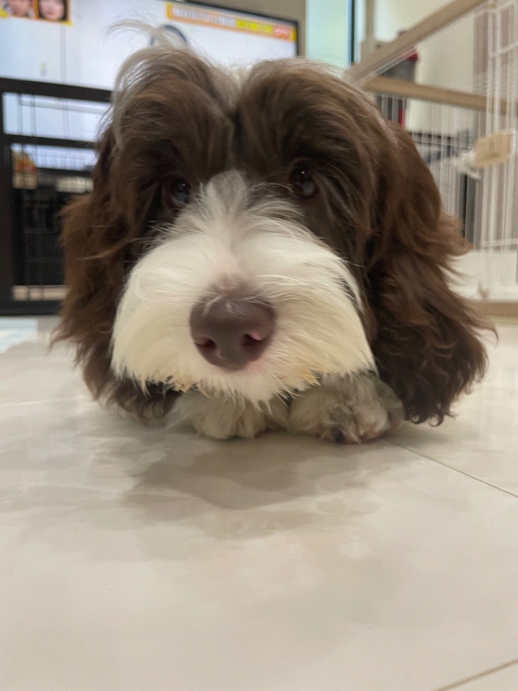 リリーの子犬の頃